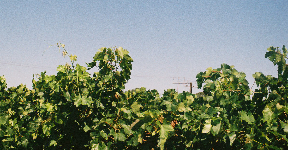 MERCATOS COM ABOUT US CONTACT SERVICES PRICES TERMS visual data 6