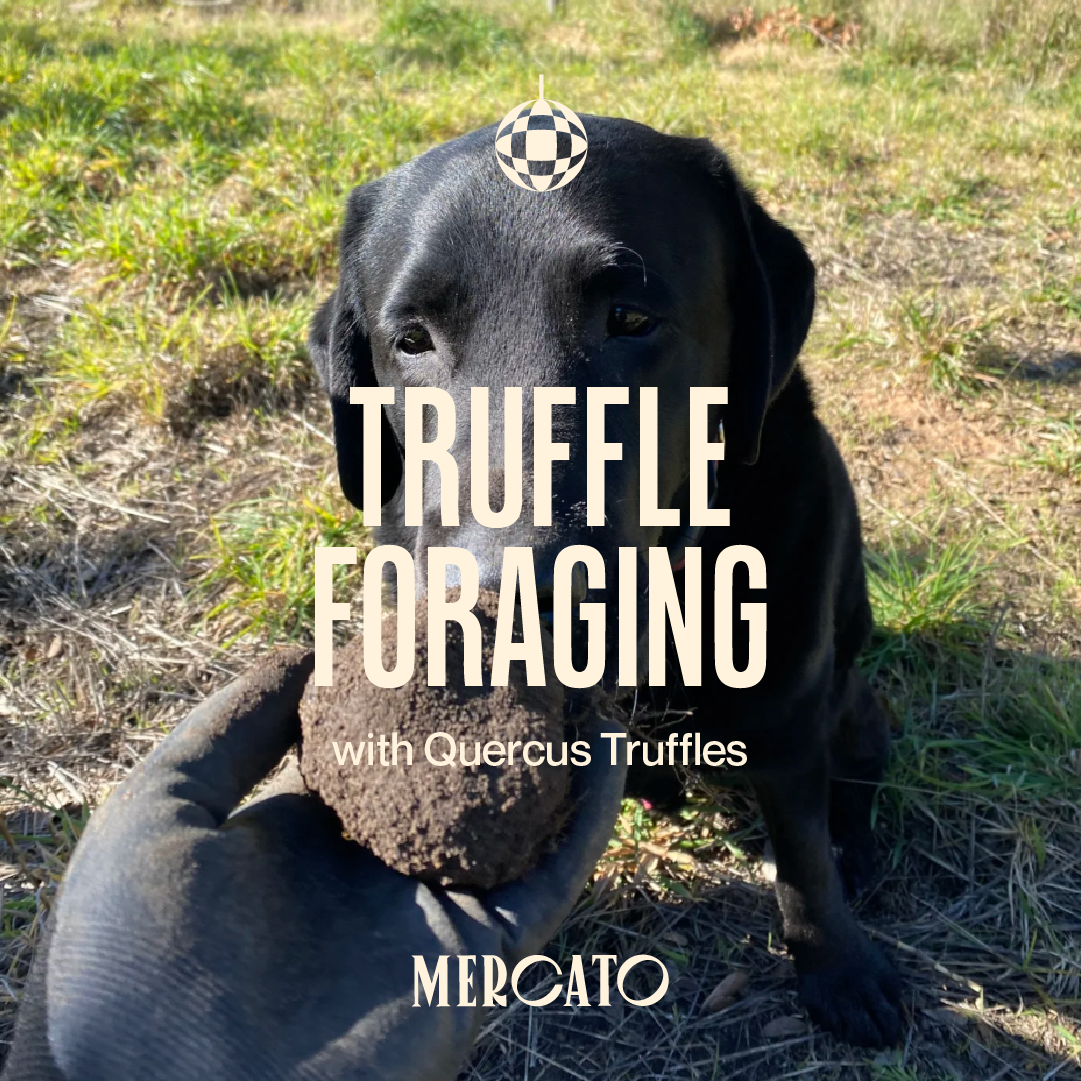  Truffle Foraging (Saturday 8th August)
