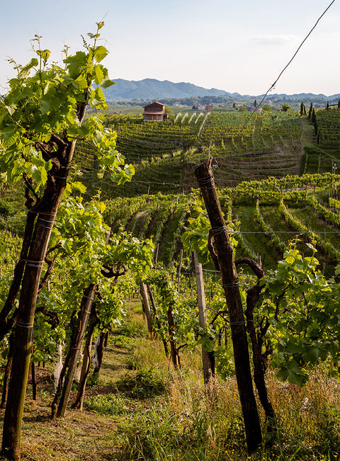A scenic view with rows of grapevines located in a field within the Bisol Winery. The greenery is softly lit by warm lighting and distant mountains can be seen in the background. 