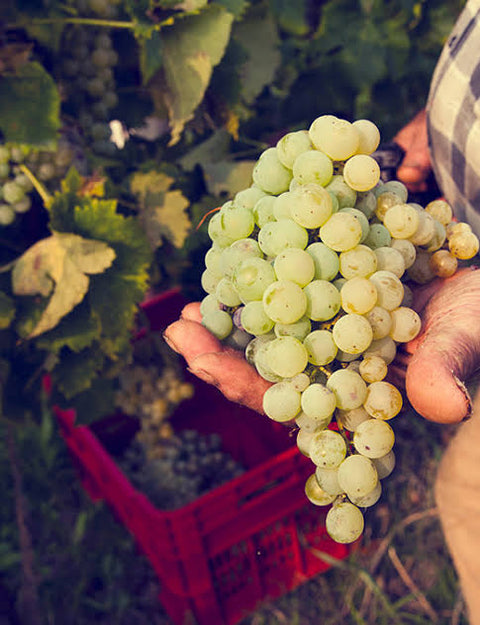 A close up shot of grapes harvested from a grapevine in the Ca'del Bosco Winery field. Other bunches of grapes have been collected and stored in a red crate, which can be seen at the bottom of the photo.