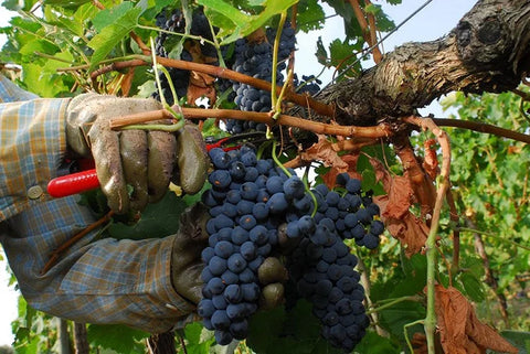 A close-up of a hand wearing a plaid work glove holding a red-handled pruning tool next to a cluster of dark purple grapes hanging from a grapevine branch in a vineyard taking place in the Feudi Bizantini Winery.