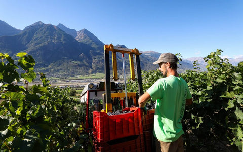 A scenic photo of a farmer at a field in the Grosjean Winery. He is seen standing in front of a machine and crates used for harvesting grapes. A beautiful view of mountains in the background can be seen.