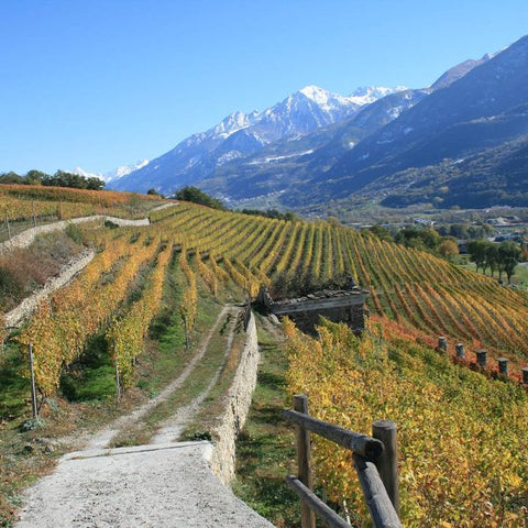 A landscape view of a vineyard field in the Grosjean Winery, featuring rows of grapevines with scenic views of mountains in the background 