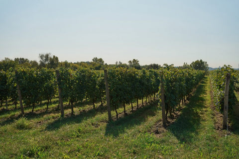 A wide outdoor view of the Guerrieri Rizzardi Winery field, with rows of leafy grapevines supported by wooden posts, grassy ground, and a pale blue sky.