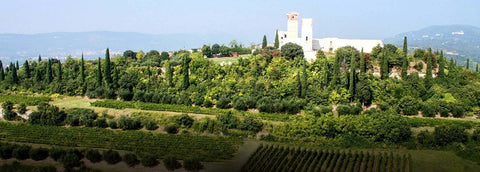 A scenic landscape of the ll Barroccio Winery showing a white villa with a tower on a hilltop, surrounded by lush green cypress trees, vineyards, and distant mountains under a clear blue sky.