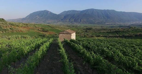 A landscape shot of grapevines in rows surrounding a building in the La Guardiense Winery. Large mountains can be seen in the background.