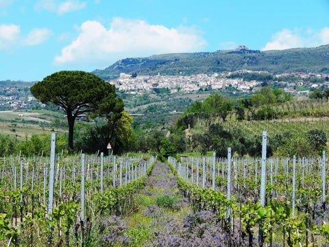 A scenic landscape of the La Guardiense Winery. The photograph consists of a vineyard with rows of grapevines leading toward a hillside village under a blue sky with white clouds.