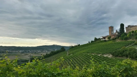 A wide shot view of the Luigi Giordano Winery field. Vineyards are spread across the land and the buildings are positioned on the right. Distant lands can be seen on the left.