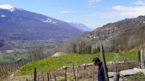 A scenic outdoor landscape of the Marchetti winery with snow-capped mountains, green valleys, vineyard rows in the foreground, and a person standing near the right side of the frame.