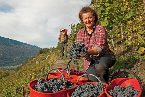 A landscape picture of Maria Luisa holding bunches of grapes in her hand while surrounded with red buckets of them. The scene features her kneeling down on a hill with a another worker standing in the background.