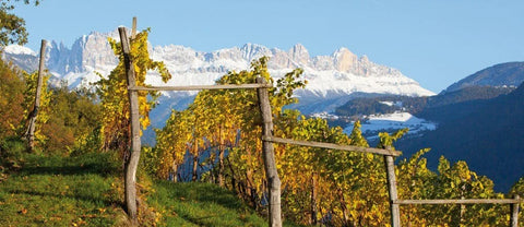 A scenic view of a large vineyard featuring rows of wooden sticks at the Nals Margreid Winery. Snowy mountains are seen in the background.