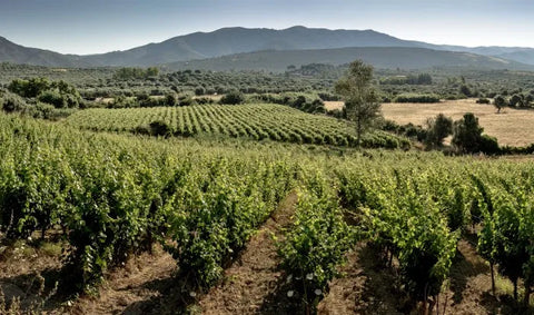 A landscape view of vineyards at The Pala Winery. Mountains and shrubbery can be seen in the distance.