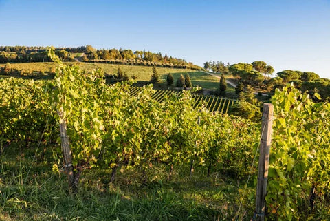 A scenic view of the Pandolfa WInery Field. Grapevines are highlighted by the sunlight, while surrounded by shubbery and fresh grass.