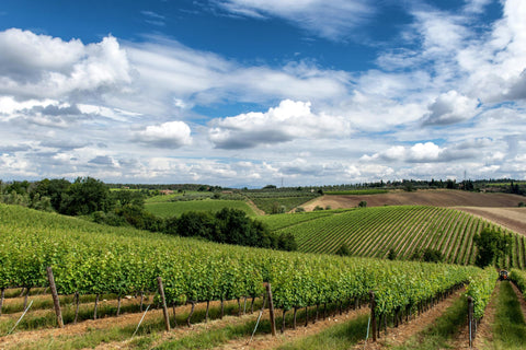 A wide shot view of the Poggio Anima Winery, feautring rows of grapevines, folliage, and distant fields in daylight.