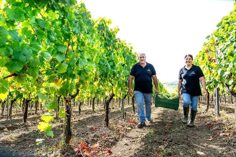 Two Terre Stregate winery members collecting grapevines on a vineyard under a bright sky.