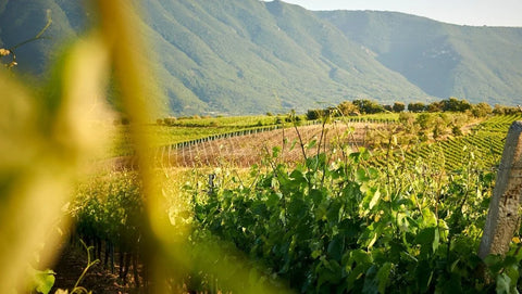 A scenic view of the Terre Stregate Winery featuring a vineyard with rows of grapevines in the foreground and green mountains in the background under warm sunlight.