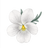 White Flowers