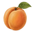 Apricot