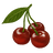 Sour Cherry