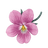 Dried Flowers