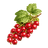 Cranberry