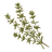 Mediterranean Herbs